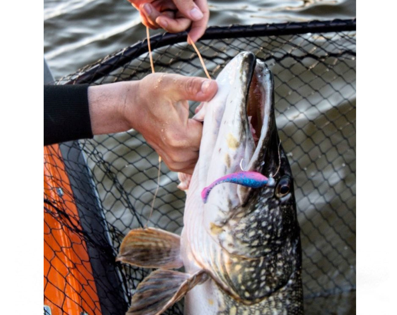 Gator Gum 9 cm 5 pack